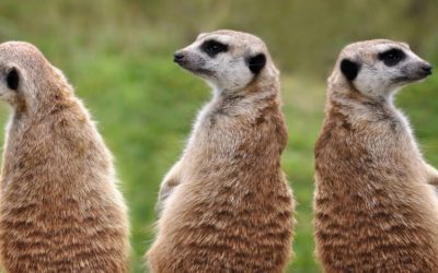 Drie Acties die Jij in deze Periode kan Ondernemen